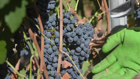 Close-up-of-gloved-hands-cutting-wine-grapes-from-the-vine