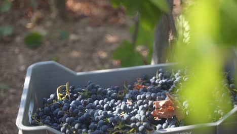 A-bin-of-harvested-wine-grapes-sit-under-the-sun-in-a-vineyard