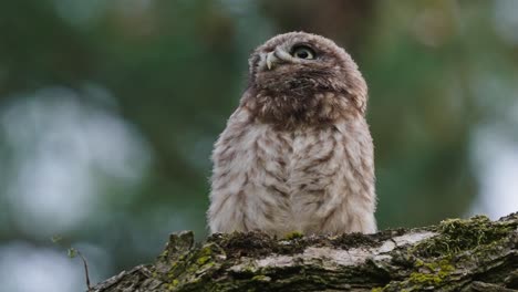 Portrait-Of-A-baby-Little-Owl-Resting-On-Dried-Mossy-Bark-Of-A-Tree