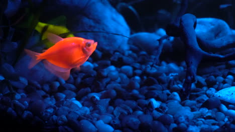 Fluoreszierende-Fische-Ernähren-Sich-Unter-Wasser-Von-Schwimmenden-Partikeln