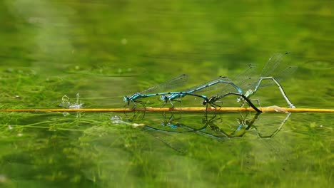 Four-Dragonfly-sitting-on-a-twig-in-the-water,-super-symmetry-blue-dragon-fly