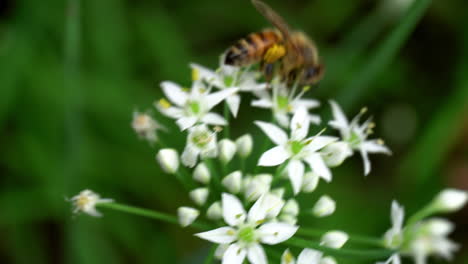 Macro-close-up-of-honey-bee-foraging-on-chive-blossoms
