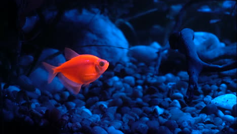 Glofish-Tetra-swims-forward-and-backwards