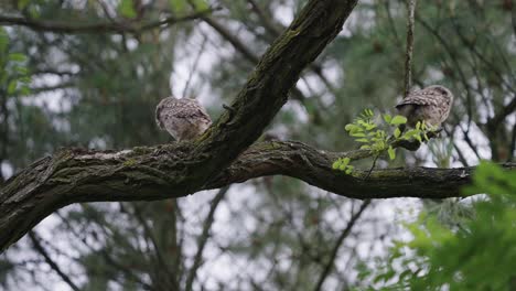 Three-Young-Little-Owl-On-Their-Natural-Habitat-In-Wild-Forest