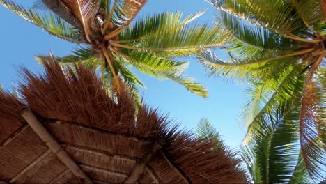 Dreht-Sich,-Während-Er-Auf-Tropische-Kokospalmen-Blickt,-Deren-Blätter-Im-Wind-Wehen-Und-Hinter-Denen-Ein-Hellblauer-Sommerhimmel-Steht,-Sowie-Einen-Strohschirm-In-Einem-Resort-In-Mexiko-In-Der-Nähe-Von-Cancun