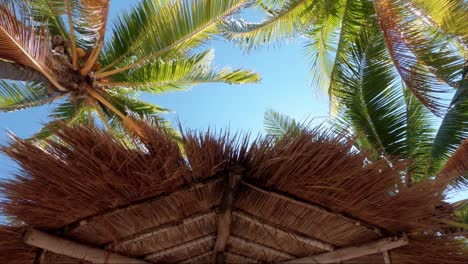 Looking-up-at-tropical-coconut-palm-trees-with-their-leaves-blowing-in-the-wind-and-a-bright-blue-summer-sky-behind-them-as-well-as-a-thatch-umbrella-on-a-resort-in-Mexico-near-Cancun