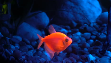 Glofish-Tetra-grabs-food-particle-floating-by
