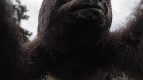 Sloth-hugging-the-camera-at-the-Amazon