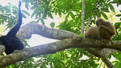 White-handed-Gibbon,-Hylobates-lar,-Kaeng-Krachan,-UNESCO-World-Heritage,-Thailand