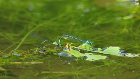 Gemeine-Blaue-Libellen,-Die-Auf-Blättern-Auf-Dem-Wasser-Schwimmen