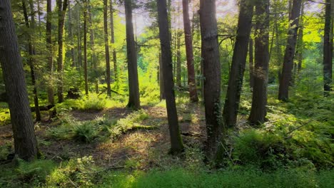 Smooth-drone-video-footage-of-a-magical,-lush,-green-forest-with-beautiful-golden-light-during-summer