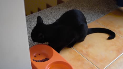 Gato-Negro-Comiendo.-Gato-Negro-Sentado