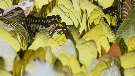 Swarm-of-yellow-butterflies-flying-away-and-over-them-filling-up-empty-spaces,-a-different-butterfly-in-the-middle,-Kaeng-Krachan-National-Park,-Thailand
