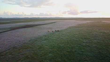 Luftaufnahmen-Von-Drohnen-Von-Schafen,-Die-Auf-Einem-Feld-In-Norfolk-Laufen