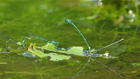 Close-up-of-aquatic-dragonflies-sitting-on-fronds-floating-on-surface-of-water-of-pond,-isolated-on-blurred-background