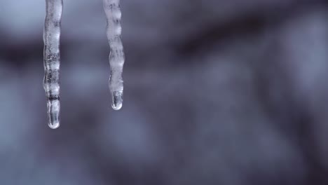-Close-up-of-suspended-double-icicle-melting-in-winter-with-water-droplets-dripping-as-ice-melts-in-rising-temperatures