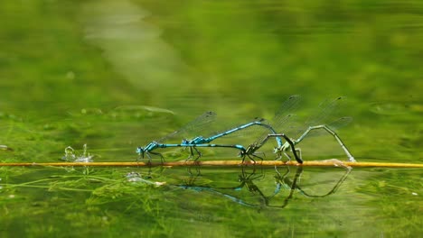 Gemeine-Blaue-Libellen,-Die-Auf-Dem-Wasser-Schwimmendes-Paarungsrad-Bilden