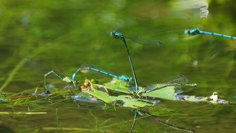 Two-dragonflies-attached-come-in-for-a-landing-on-a-leaf-in-the-water-with-reflection