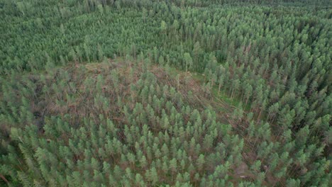 Fallen-Trees-After-Storm,-Circling-Aerial,-Fagersta,-Sweden