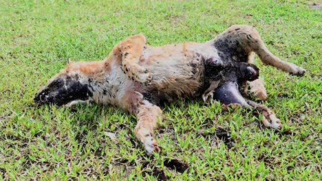 Stray-Dog-found-dead-on-the-grass-during-the-afternoon-with-flies-and-maggots,-zoomed-out-footage,-bloating-and-about-to-explode,-the-smell-that-one-can't-forget