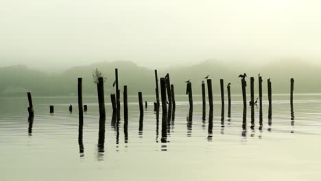 Wooden-barriers-in-water-of-river-and-silhouette-of-birds-sitting-in-it