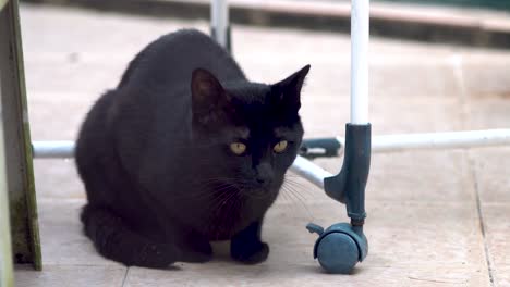 Gato-Negro-Descansando-Y-Saltando