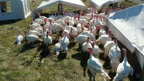 Flock-of-white-domesticated-turkeys-outside