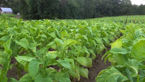 Tobacco-growing-in-a-field-in-southern-Orange-County,-North-Carolina