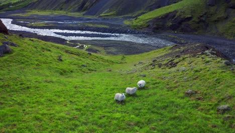 Tres-Ovejas-Blancas-Pastando-En-Pastos-Con-Hierba-Verde-Cerca-Del-Valle-En-Islandia