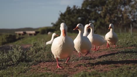 Group-Of-American-Pekin,-Domestic-Ducks-Walking-In-Countryside-Land