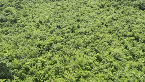 Drone-aerial-footage-of-bright-green-Guatemalan-rainforest-hillside-trees-and-foliage-near-Semuc-Champey-National-Park