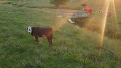 Beef-cattle-in-farm-meadow-at-sunrise,-sunset