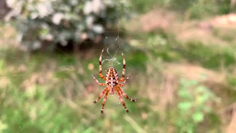 Close-up-view-of-a-multicolored-small-spider-sitting-in-its-cobweb
