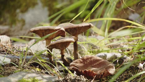 3-Mushrooms-growing-in-Jyväskylä,-Finland-forest---4k,-24fps