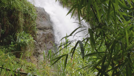 Planta-De-Bambú-En-La-Selva-Tropical-Con-Un-Río-Que-Fluye---Primera-Cascada-De-La-Planta,-Arecibo,-Puerto-Rico
