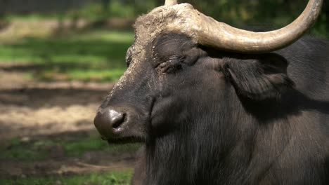 Nahaufnahmeporträt-Eines-Afrikanischen-Büffels,-Der-Sich-Ausruht-Und-Die-Warme-Sonne-Auf-Den-Wiesen-Afrikas-Genießt