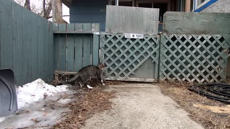 Tabby-cat-playing-with-a-white-dog-through-a-wooden-fence-in-the-front-yard-of-a-house-hold-during-the-daytime