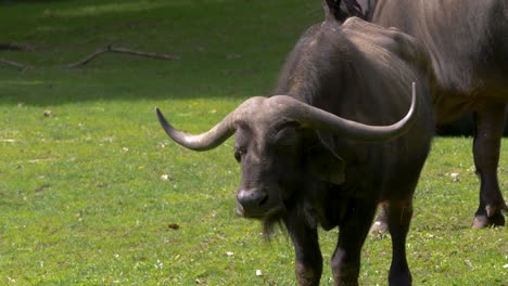 A-family-of-African-Buffalos-walking-around-on-the-green-grasslands-of-Africa