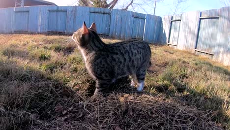 SLOW-MOTION---Tabby-cat-in-the-grass-of-a-country-home