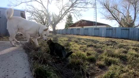 SLOW-MOTION---White-husky-dog-being-friends-with-a-tabby-cat-in-the-backyard-of-a-house