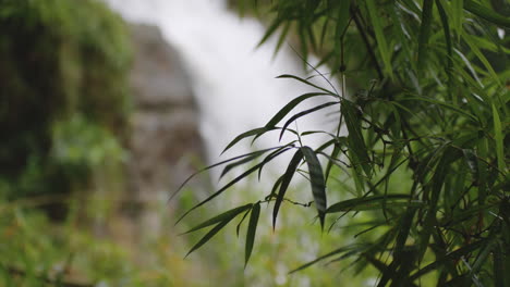 Frische-Grüne-Bambusblätter-Mit-Erstem-Pflanzenwasserfall-In-Tanamá,-Arecibo,-Puerto-Rico