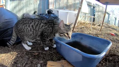 SLOW-MOTION---Tabby-cat-drinking-water-out-of-a-blue-bucket-in-the-backyard-of-a-home-on-a-sunny-day