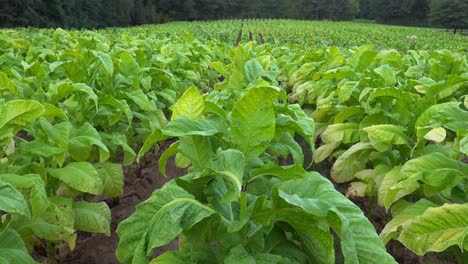 Cultivo-De-Tabaco-En-Un-Campo-En-El-Sur-Del-Condado-De-Orange,-Carolina-Del-Norte