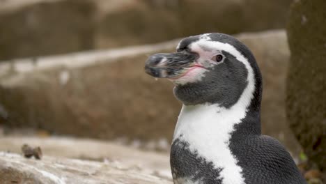 Lange-Nahaufnahme-Des-Majestätischen-Afrikanischen-Pinguins,-Der-Sich-Umschaut