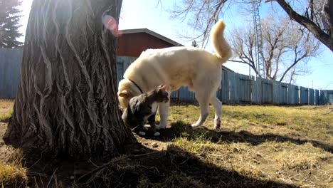Husky-dog-and-a-tabby-cat-hanging-out-together-in-the-backyard-of-a-country-home