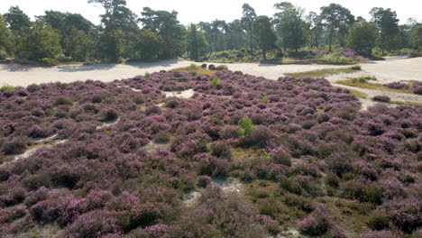Low-aerial-over-beautiful-purple-heaths-in-early-autumn