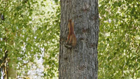 Red-squirrel-eating-and-climbing-from-tree-trunk-in-Jyväskylä,-Finland-forest---4k,-24fps