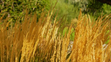 Wheat-like-ornamental-grass-flowers-dried-and-yellow-gold-orange,-wide-shot-blowing-in-the-windy-breeze-at-end-of-summer