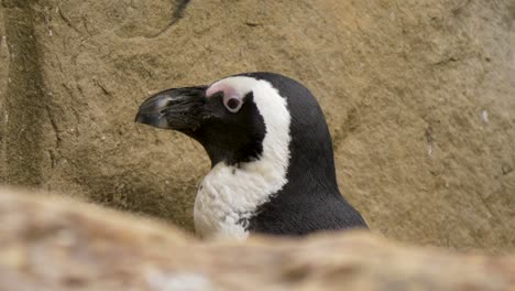 Lange-Nahaufnahme-Des-Afrikanischen-Pinguins,-Der-Versteckt-Zwischen-Felsen-Ruht