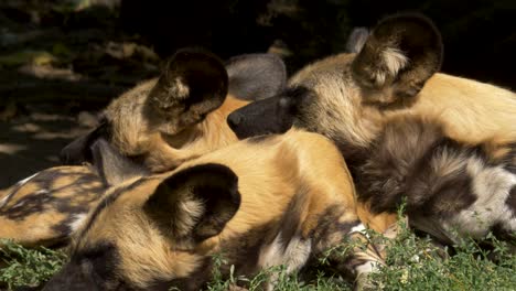 Mehrere-Müde-Afrikanische-Wildhunde,-Die-Zusammen-Im-Schatten-Ruhen
